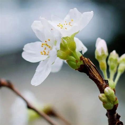 春季 你不知道的养生秘诀！食物百合春分时节