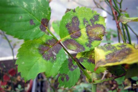 Comment Liminer Les Marques Noires Sur Les Feuilles De Rosier De