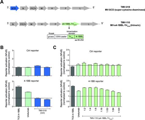 Assessment Of Co Stimulatory Capacity Of Supernatants Derived From