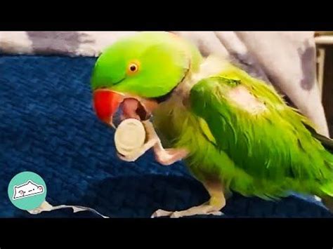 Parrot Sings Random Songs And Won’t Give Girl a Break | Cuddle Birds ...