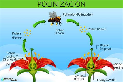 Qué Es La Polinización Y Sus Tipos Resumen