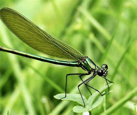 Green Dragonfly Symbolism: Meaningful Insights & Interpretations