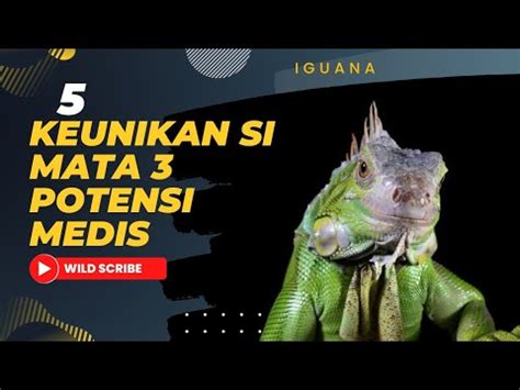 Iguana Keunikan Yang Jarang Diketahui Orang YouTube