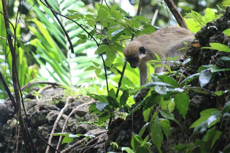 The Green Monkey and Tourism Development in Barbados - CaribXplorer