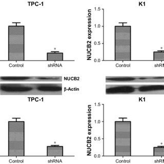 Knocking Down Of Nucb By Shrna In Both Tpc And K Cells Notes