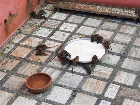 Rats In Shri Karni Mata Temple In Deshnoke Stock Image Image Of