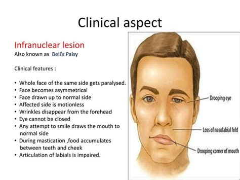 Blood Supply Nerve Supply Of Face Ppt