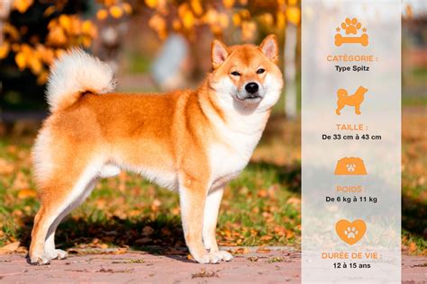 SHIBA INU SON CARACTÈRE ET SES CARACTÉRISTIQUES Doggy Co