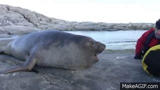 Curious Baby Elephant Seal on Make a GIF