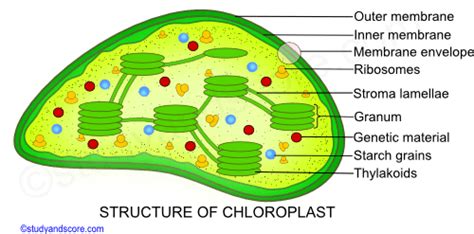 Ultrastructure Of Chloroplast