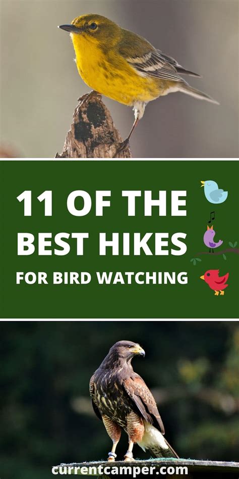 11 Best Hikes For Bird Watching