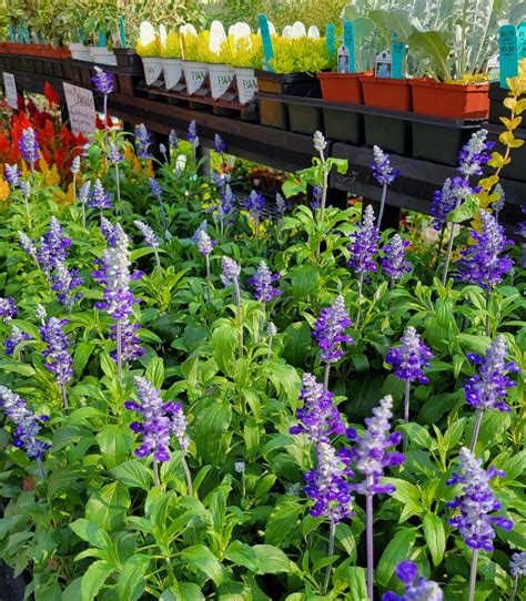 Garden Center Cherry Hill Orchards