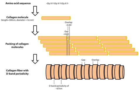 Collagen Fibrils Encyclopedia MDPI