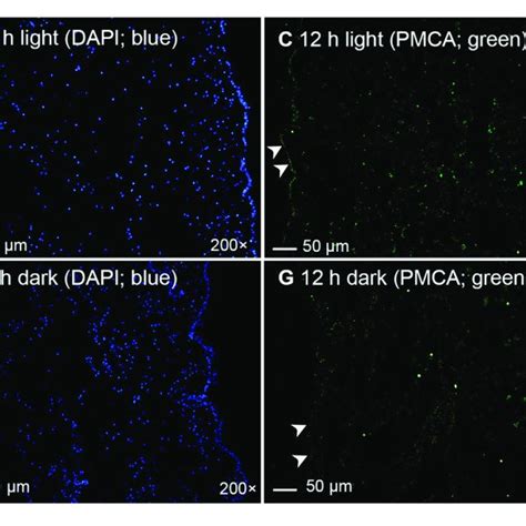 Validation Of Immunofluorescence Of Plasma Membrane Ca 2 ATPase