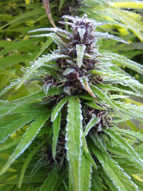 Easy Sativa Seed Reviews - Female seeds | Marijuana Guides