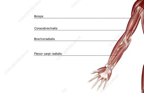 The Muscles Of The Upper Limb Stock Image F001 5783 Science Photo Library