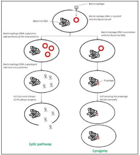 Lytic Vs Lysogenic Pathways Used By Virulent And Temperate Phages