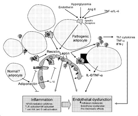 Summary Of Adipocyte Vascular Axis And Role Of Major Download