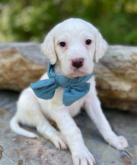 English Setter Puppies For Sale