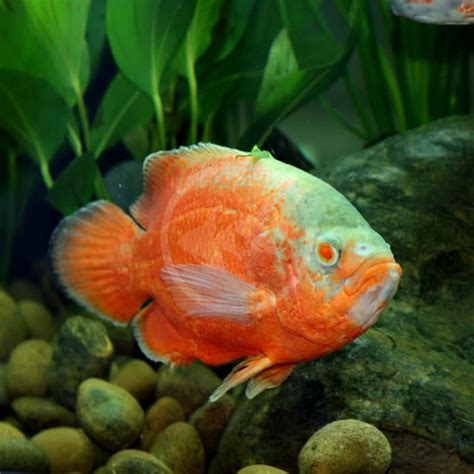 Cichlid Oscar Red Albino Astronotus Ocellatus Aquatics Unlimited