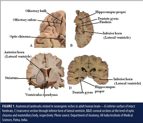 Adult Neurogenesis In Humans A Review Of Basic Concepts History