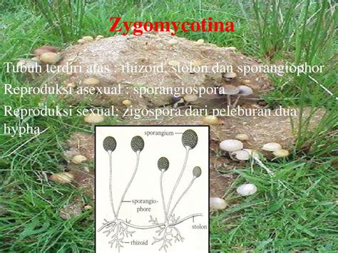 FUNGI (JAMUR) Ciri Umum Zygomycotina Ascomycotina Basidiomycotina - ppt ...