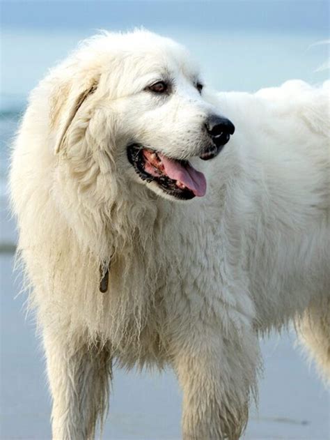 Top 10 Large White Dog Breeds: List of Big White Dog Breeds | Pets Nurturing