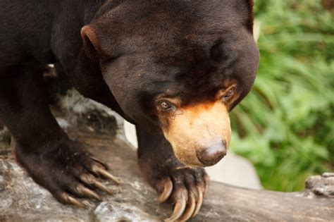 Sun Bear Head Free Stock Photo Public Domain Pictures