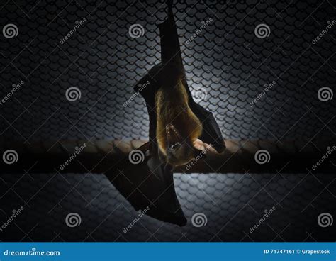 Bat Hang From The Net And Screaming Stock Image Image Of Scary Wild