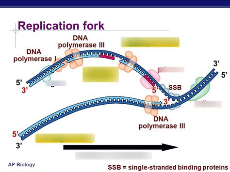 Dna Replication Model Ap Bio