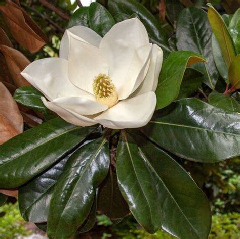 White Magnolia Tree Seeds Fresh Seed 2022 - Etsy