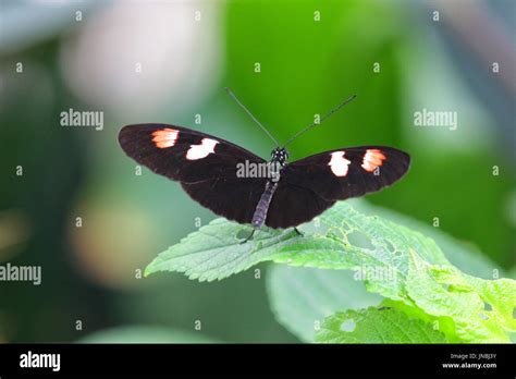 Mariposa Blanca Con Manchas Negras Fotograf As E Im Genes De Alta