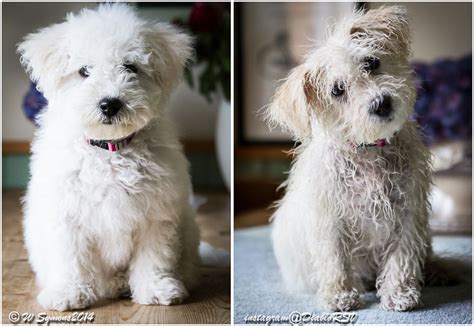 Bichon Frise puppy before and after a walk in the rain. Bichon Frise Puppy, Walking In The Rain ...