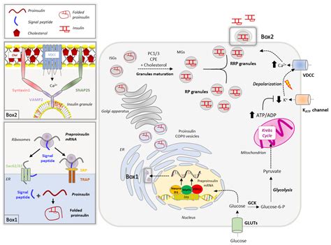 Cholesterol Redistribution Regulates Cell Insulin Biosynthesis And