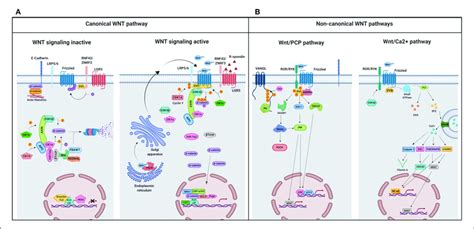 A Schematic Illustration Representing Different Wnt Signaling Download Scientific Diagram