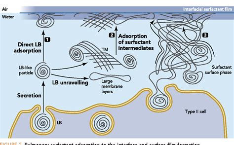 Pulmonary Surfactant-Associated Proteins | Semantic Scholar