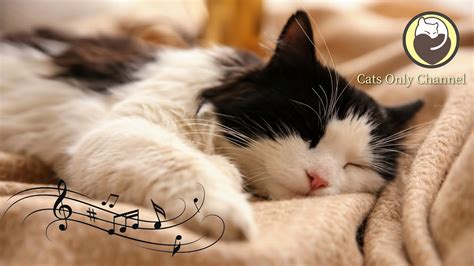 Pet Music Relax Your Cat Song Lyrics Music Videos Concerts