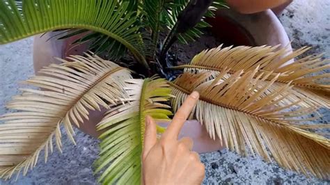 How To Cure Yellow Cycas Leaves Here Is The Solution Used By