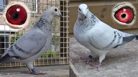 Grizzle Racing Pigeons 2022 Homing Pigeons Pigeonauctions