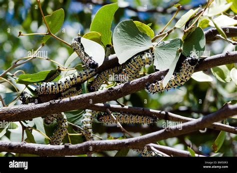 Mopani Worm Hi Res Stock Photography And Images Alamy