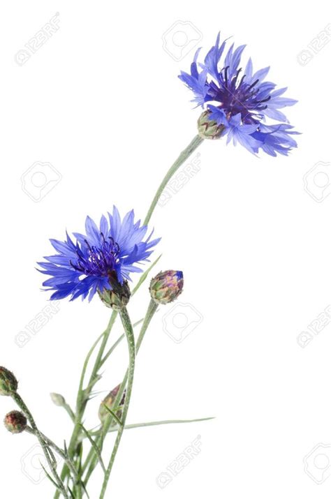 Schöne Blaue Kornblume Isoliert Auf Weißem Hintergrund Lizenzfreie