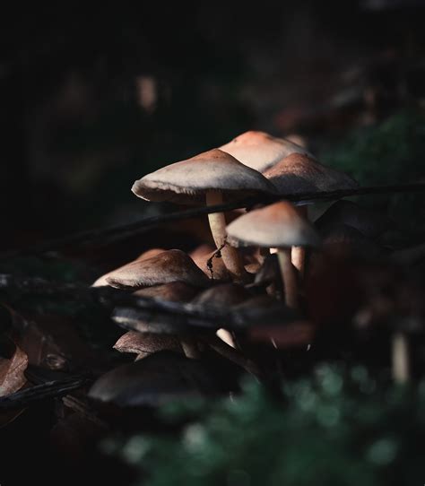 Mushrooms Forest Floor Fungi Free Photo On Pixabay Pixabay