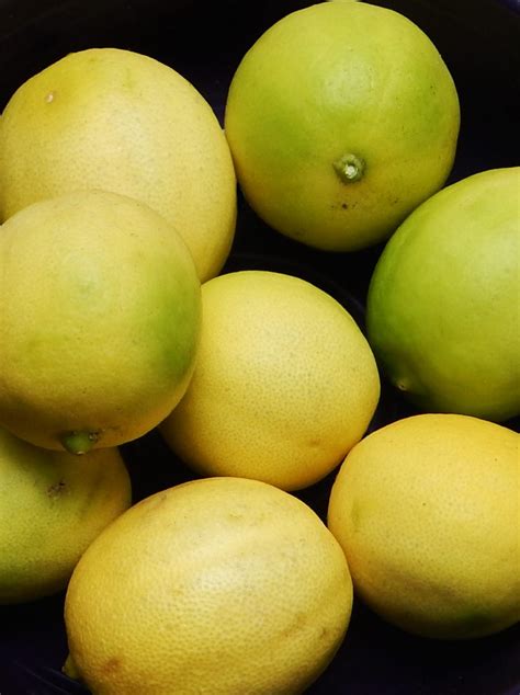 North Florida Key Limes The Survival Gardener