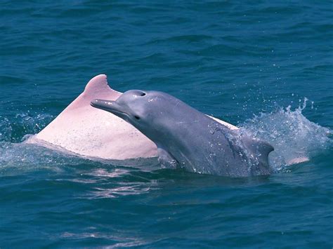 Chinese White Dolphin Hong Kong Dolphin Conservation Society