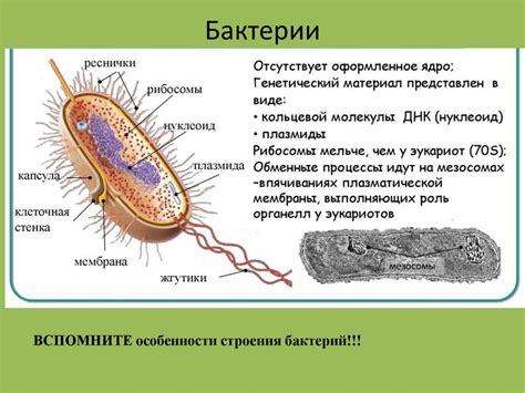 Организм - единое целое - презентация онлайн