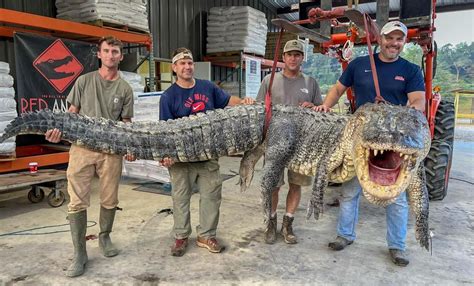 Capturan gigantesco cocodrilo en EU pesaba más de 300 kilos