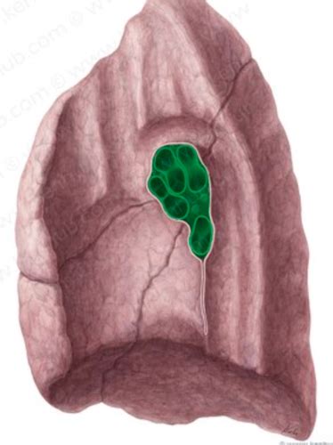 Medphys Structure And Function Of The Pulmonary System Flashcards