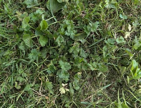 Homeowner battles mysterious plant rapidly overtaking lawn: 'You can't ...