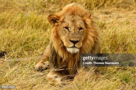 Lion Male Lying In The Dry Grass Moremi National Park Moremi Wildlife