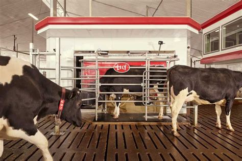 Lely Lance Son Nouveau Robot De Traite Astronaut A Farm Connexion